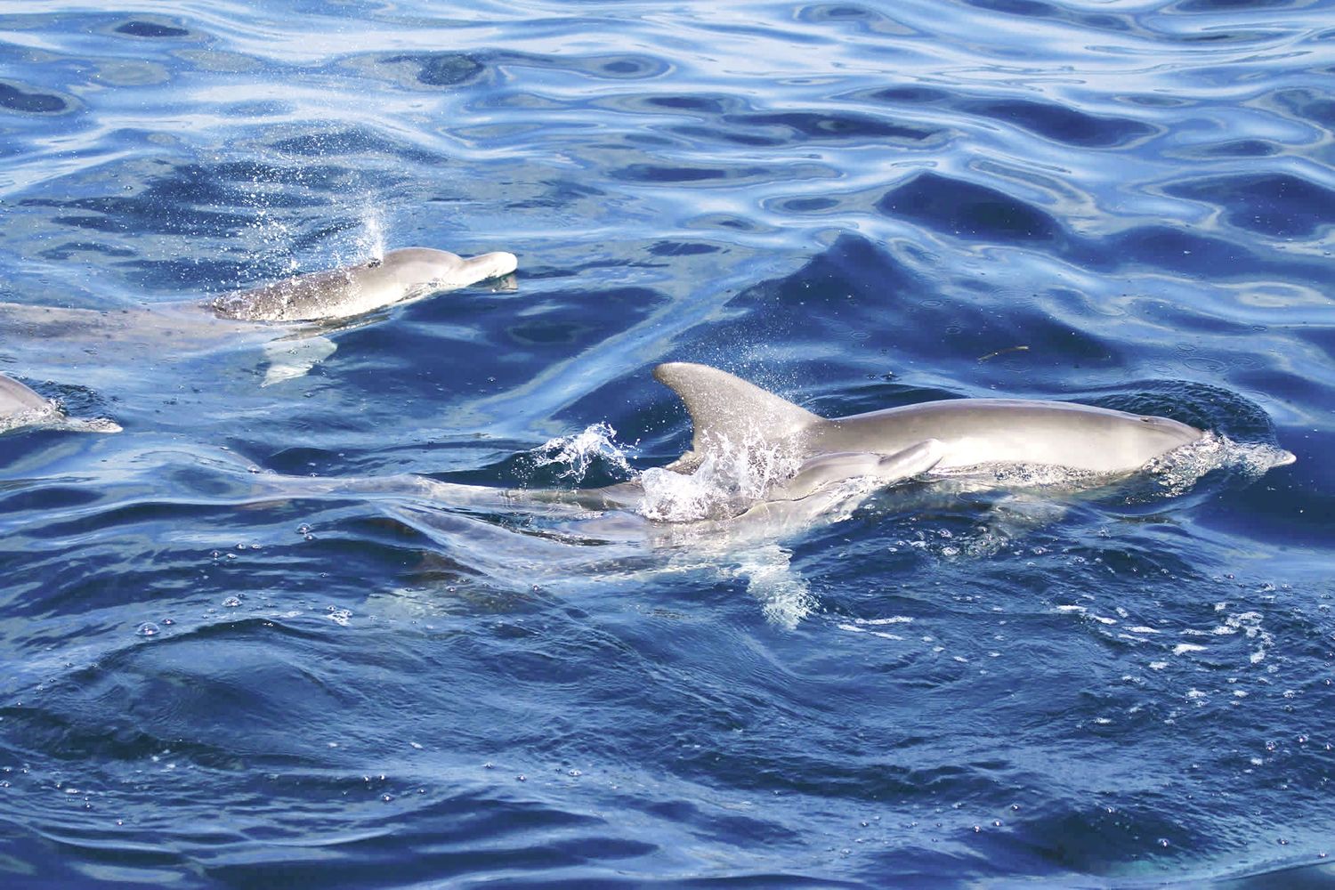 Dolphins